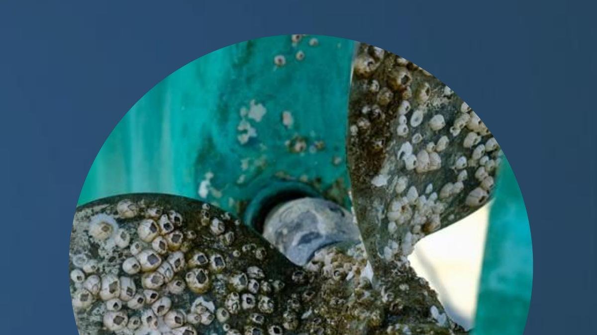 Incrostazioni dure: balani e cozze